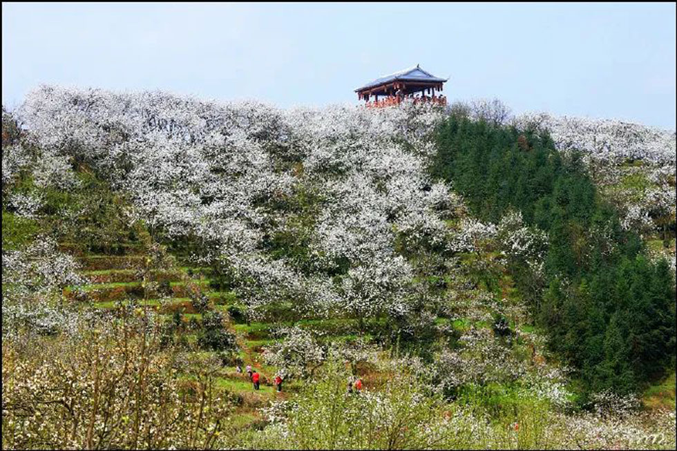 【春天，广西桂林灌阳县向您发出邀请！】我们在灌阳看梨花 - 游山玩水 - 天门生活社区 - 天门28生活网 tm.28life.net