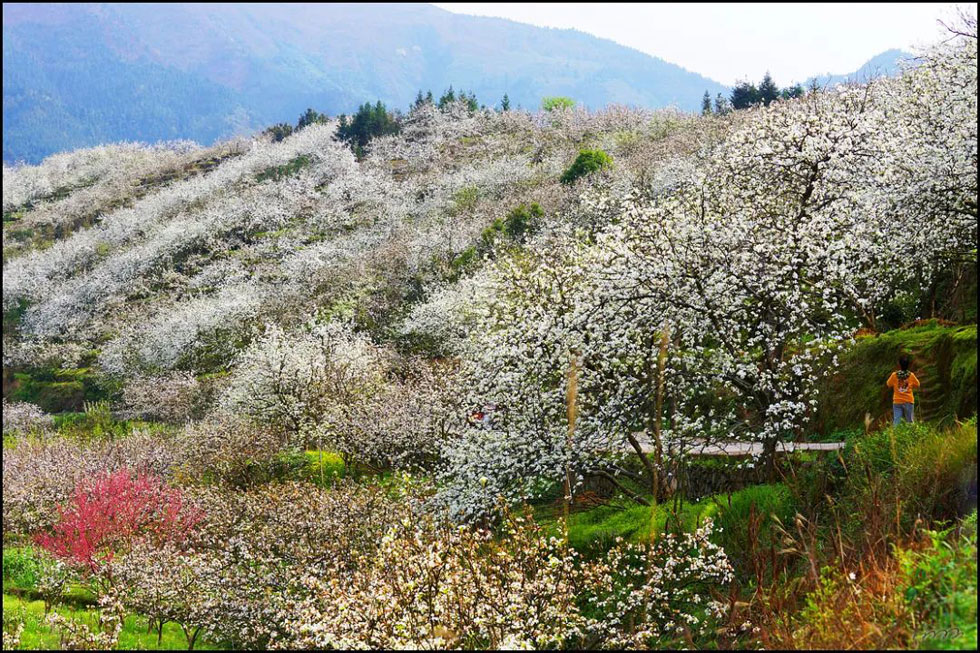【春天，广西桂林灌阳县向您发出邀请！】我们在灌阳看梨花 - 游山玩水 - 天门生活社区 - 天门28生活网 tm.28life.net