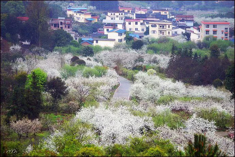 【春天，广西桂林灌阳县向您发出邀请！】我们在灌阳看梨花 - 游山玩水 - 天门生活社区 - 天门28生活网 tm.28life.net