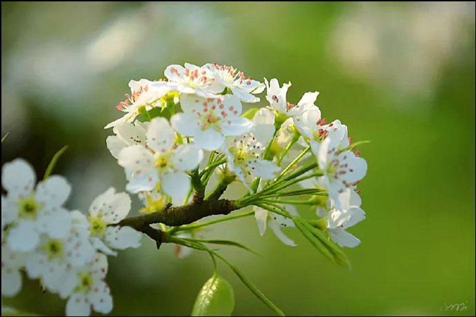 【春天，广西桂林灌阳县向您发出邀请！】我们在灌阳看梨花 - 游山玩水 - 天门生活社区 - 天门28生活网 tm.28life.net