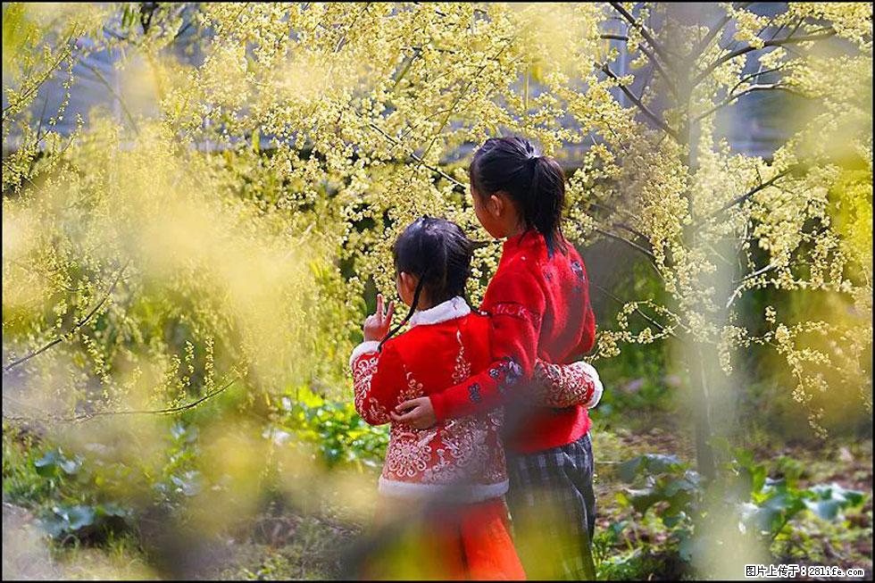 【春天，广西桂林灌阳县向您发出邀请！】米珠山前有片山苍子花在飘香 - 游山玩水 - 天门生活社区 - 天门28生活网 tm.28life.net