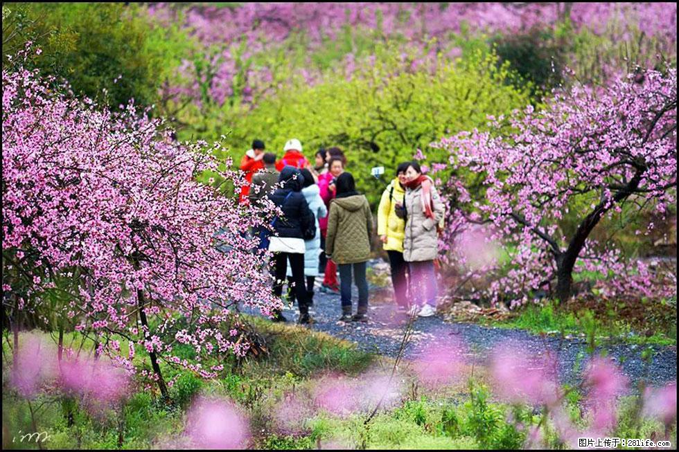 【春天，广西桂林灌阳县向您发出邀请！】官庄村有个醉美的桃花园 - 游山玩水 - 天门生活社区 - 天门28生活网 tm.28life.net