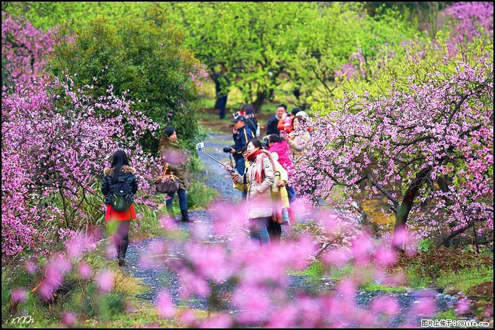 【春天，广西桂林灌阳县向您发出邀请！】官庄村有个醉美的桃花园 - 游山玩水 - 天门生活社区 - 天门28生活网 tm.28life.net