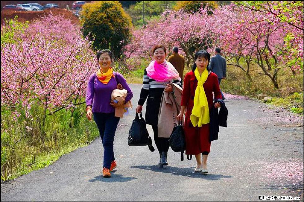 【春天，广西桂林灌阳县向您发出邀请！】官庄村有个醉美的桃花园 - 游山玩水 - 天门生活社区 - 天门28生活网 tm.28life.net