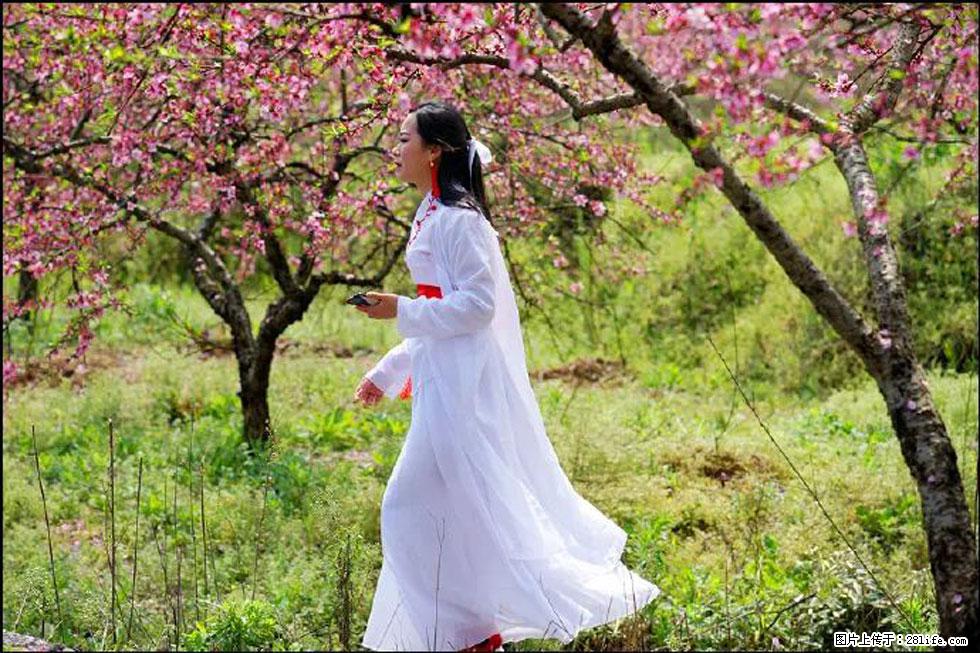 【春天，广西桂林灌阳县向您发出邀请！】官庄村有个醉美的桃花园 - 游山玩水 - 天门生活社区 - 天门28生活网 tm.28life.net