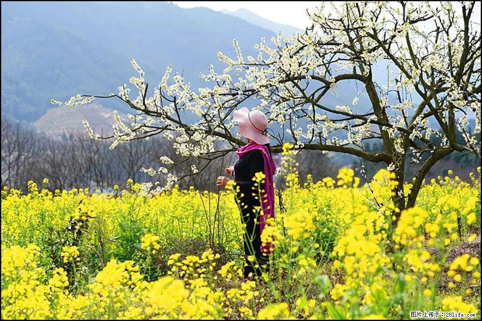 【春天，广西桂林灌阳县向您发出邀请！】长坪村油菜盛情花开 - 游山玩水 - 天门生活社区 - 天门28生活网 tm.28life.net