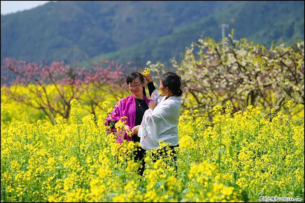 【春天，广西桂林灌阳县向您发出邀请！】长坪村油菜盛情花开 - 游山玩水 - 天门生活社区 - 天门28生活网 tm.28life.net