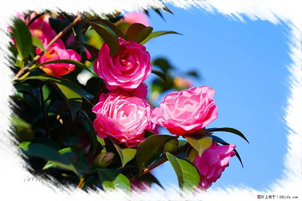 【春天，广西桂林灌阳县向您发出邀请！】杨柳井茶花惹人爱 - 游山玩水 - 天门生活社区 - 天门28生活网 tm.28life.net
