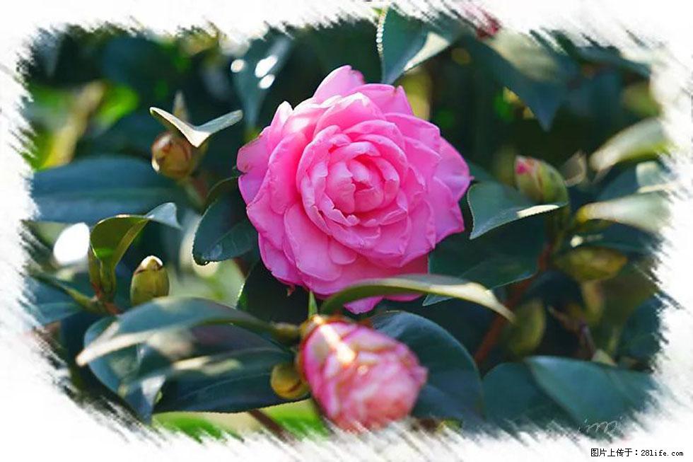 【春天，广西桂林灌阳县向您发出邀请！】杨柳井茶花惹人爱 - 游山玩水 - 天门生活社区 - 天门28生活网 tm.28life.net