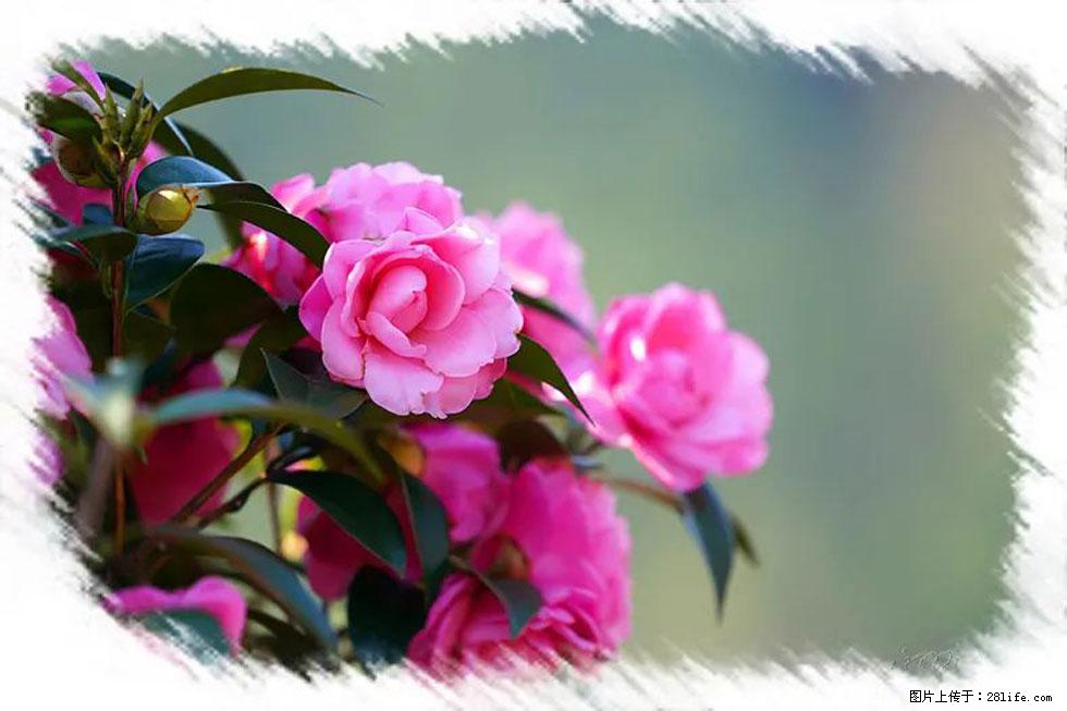 【春天，广西桂林灌阳县向您发出邀请！】杨柳井茶花惹人爱 - 游山玩水 - 天门生活社区 - 天门28生活网 tm.28life.net