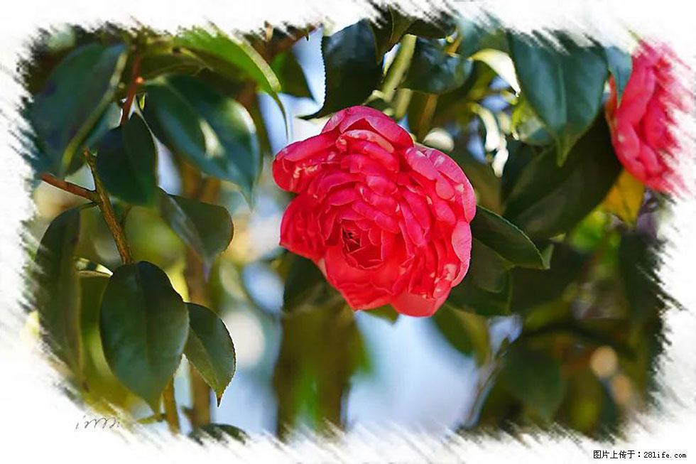 【春天，广西桂林灌阳县向您发出邀请！】杨柳井茶花惹人爱 - 游山玩水 - 天门生活社区 - 天门28生活网 tm.28life.net