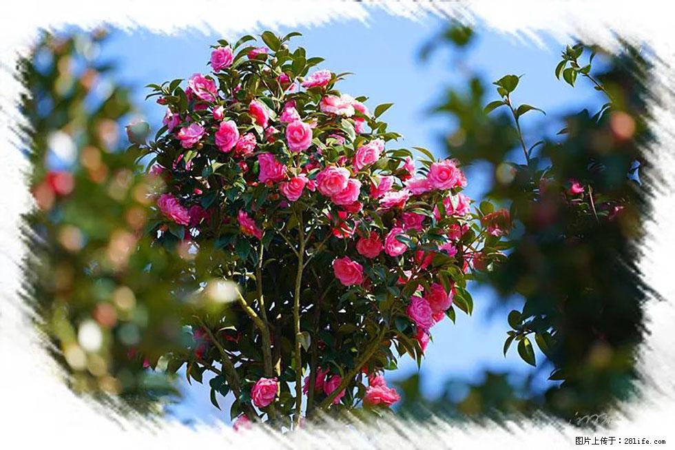 【春天，广西桂林灌阳县向您发出邀请！】杨柳井茶花惹人爱 - 游山玩水 - 天门生活社区 - 天门28生活网 tm.28life.net