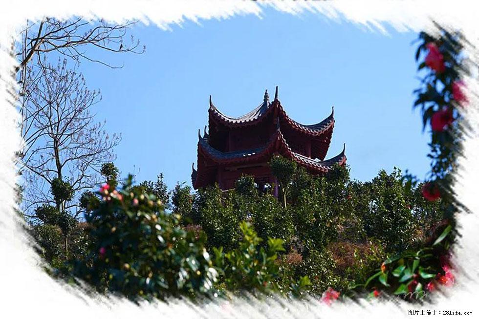 【春天，广西桂林灌阳县向您发出邀请！】杨柳井茶花惹人爱 - 游山玩水 - 天门生活社区 - 天门28生活网 tm.28life.net