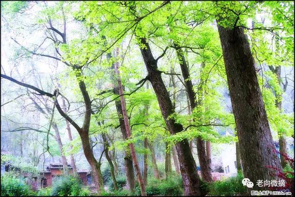 【春天，广西桂林灌阳县向您发出邀请！】在小龙村与春天约会 - 游山玩水 - 天门生活社区 - 天门28生活网 tm.28life.net