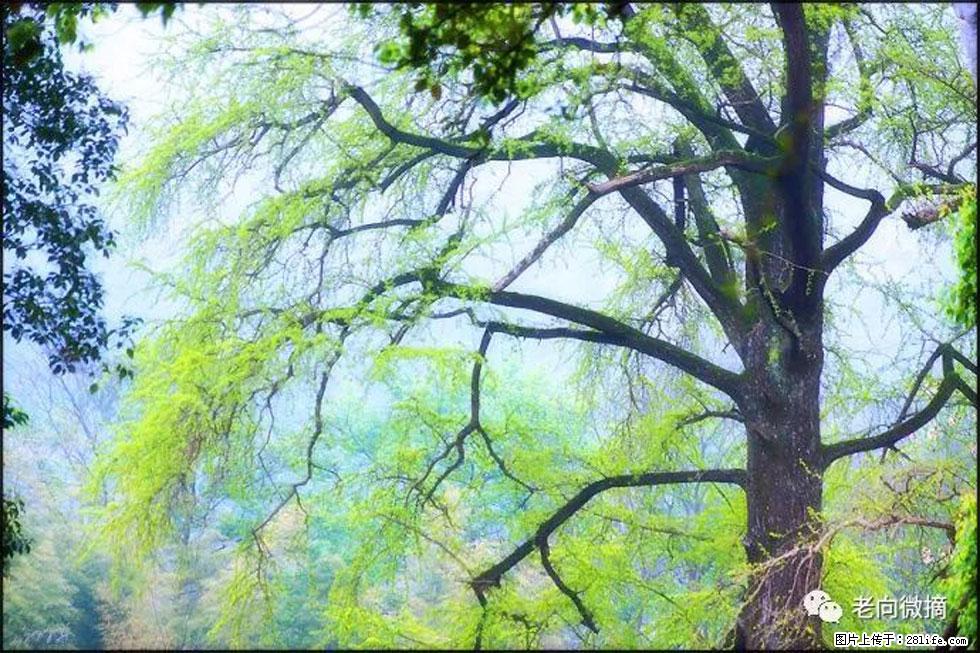【春天，广西桂林灌阳县向您发出邀请！】在小龙村与春天约会 - 游山玩水 - 天门生活社区 - 天门28生活网 tm.28life.net