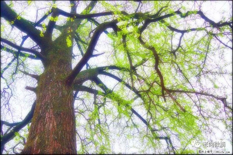 【春天，广西桂林灌阳县向您发出邀请！】在小龙村与春天约会 - 游山玩水 - 天门生活社区 - 天门28生活网 tm.28life.net