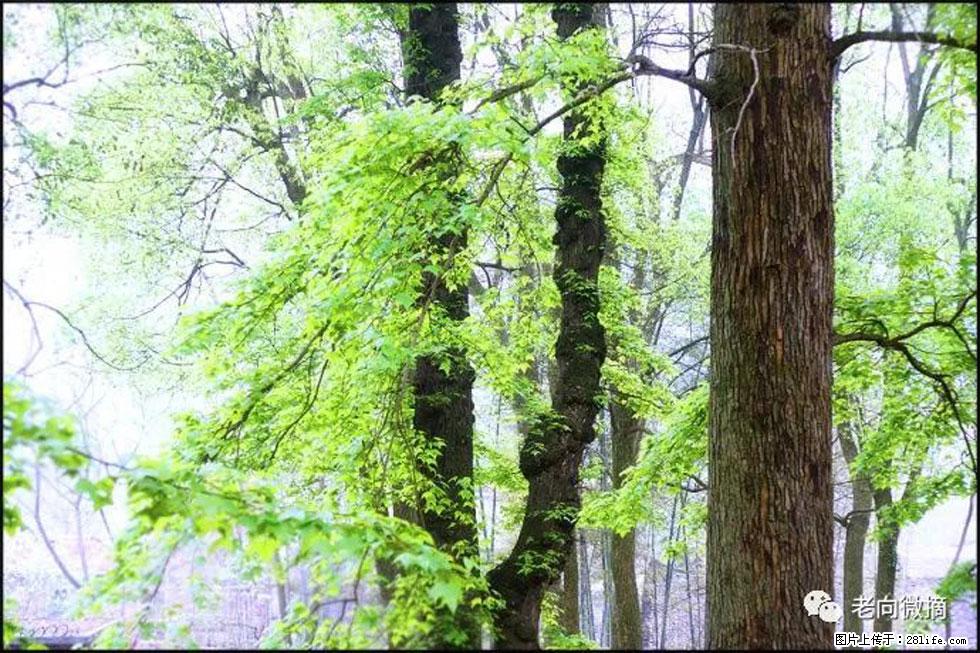 【春天，广西桂林灌阳县向您发出邀请！】在小龙村与春天约会 - 游山玩水 - 天门生活社区 - 天门28生活网 tm.28life.net