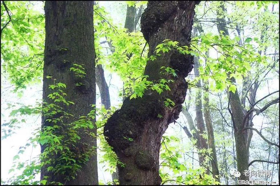 【春天，广西桂林灌阳县向您发出邀请！】在小龙村与春天约会 - 游山玩水 - 天门生活社区 - 天门28生活网 tm.28life.net