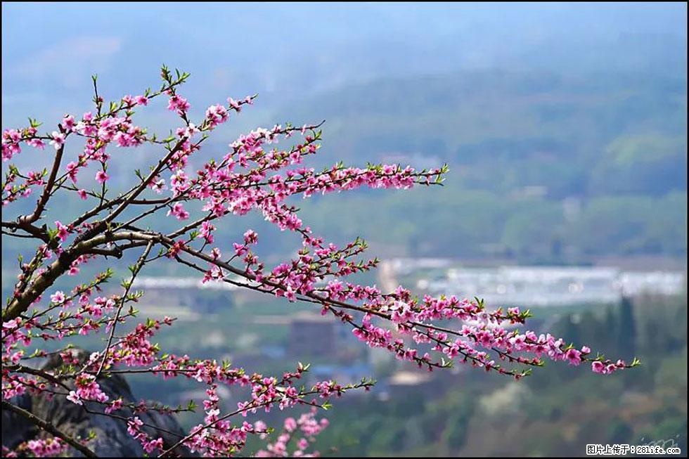 【春天，广西桂林灌阳县向您发出邀请！】望月岭上桃花开 - 游山玩水 - 天门生活社区 - 天门28生活网 tm.28life.net