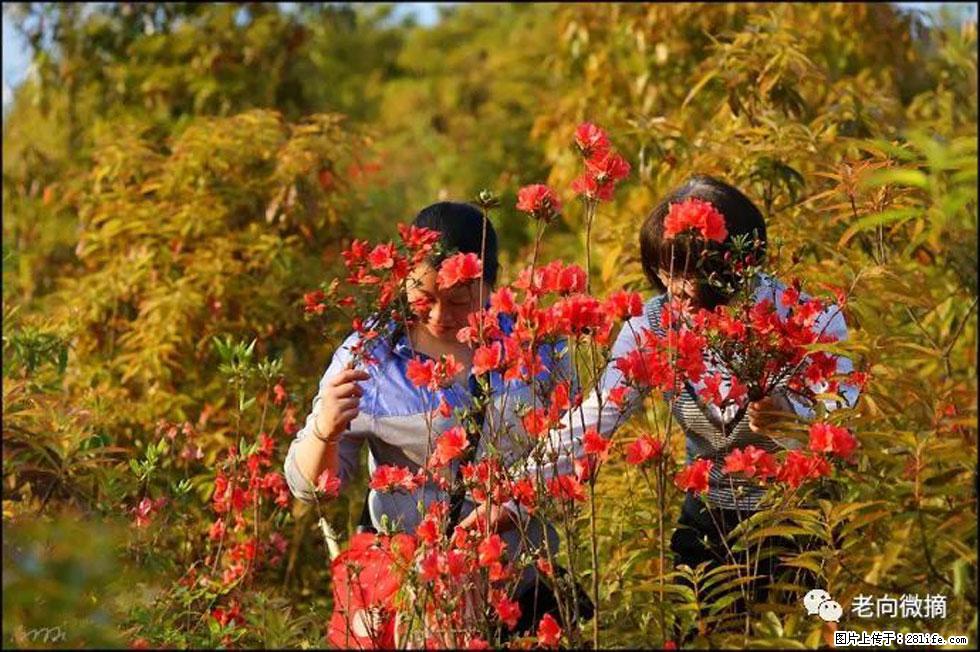 【春天，广西桂林灌阳县向您发出邀请！】登麒麟山，相约映山红 - 游山玩水 - 天门生活社区 - 天门28生活网 tm.28life.net