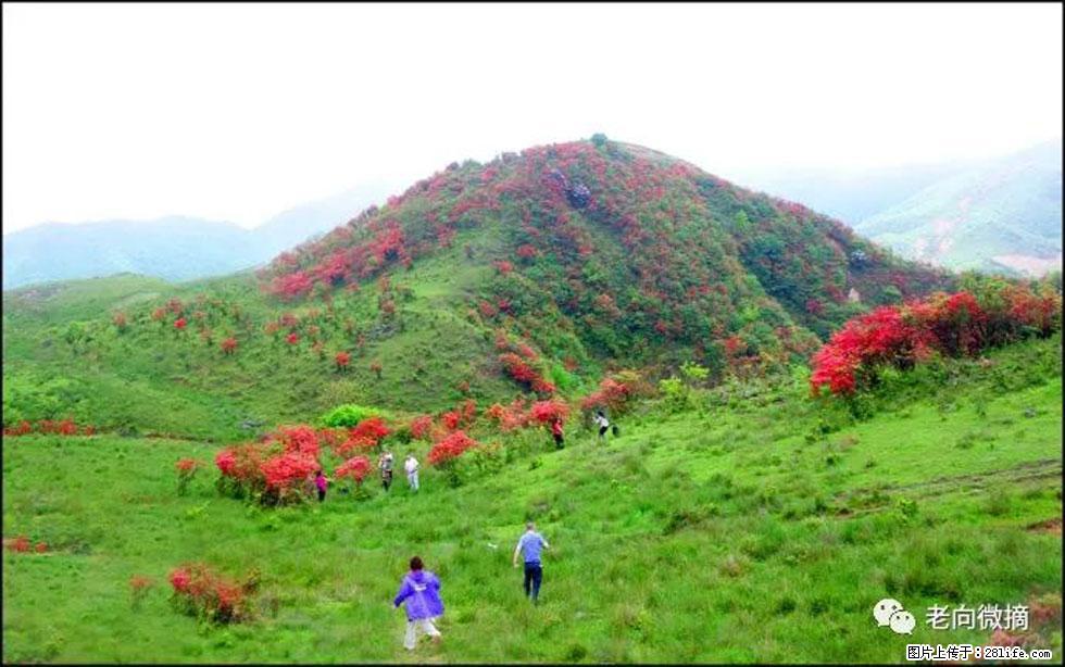 【春天，广西桂林灌阳县向您发出邀请！】宝盖山上映山红 - 游山玩水 - 天门生活社区 - 天门28生活网 tm.28life.net