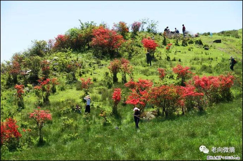 【春天，广西桂林灌阳县向您发出邀请！】宝盖山上映山红 - 游山玩水 - 天门生活社区 - 天门28生活网 tm.28life.net