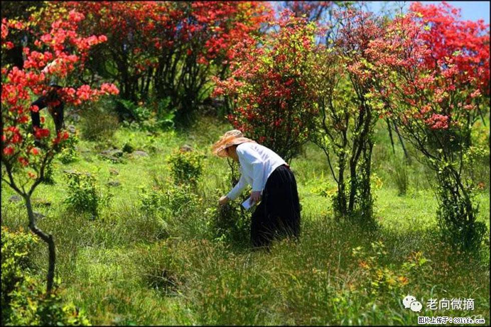 【春天，广西桂林灌阳县向您发出邀请！】宝盖山上映山红 - 游山玩水 - 天门生活社区 - 天门28生活网 tm.28life.net