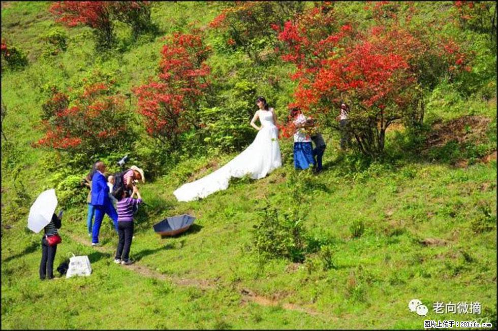 【春天，广西桂林灌阳县向您发出邀请！】宝盖山上映山红 - 游山玩水 - 天门生活社区 - 天门28生活网 tm.28life.net