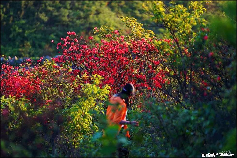【春天，广西桂林灌阳县向您发出邀请！】春木界上映山红 - 游山玩水 - 天门生活社区 - 天门28生活网 tm.28life.net
