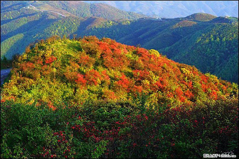 【春天，广西桂林灌阳县向您发出邀请！】春木界上映山红 - 游山玩水 - 天门生活社区 - 天门28生活网 tm.28life.net