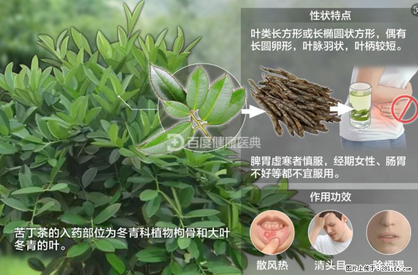 苦丁茶有哪些功效和作用 - 生活百科 - 天门生活社区 - 天门28生活网 tm.28life.net