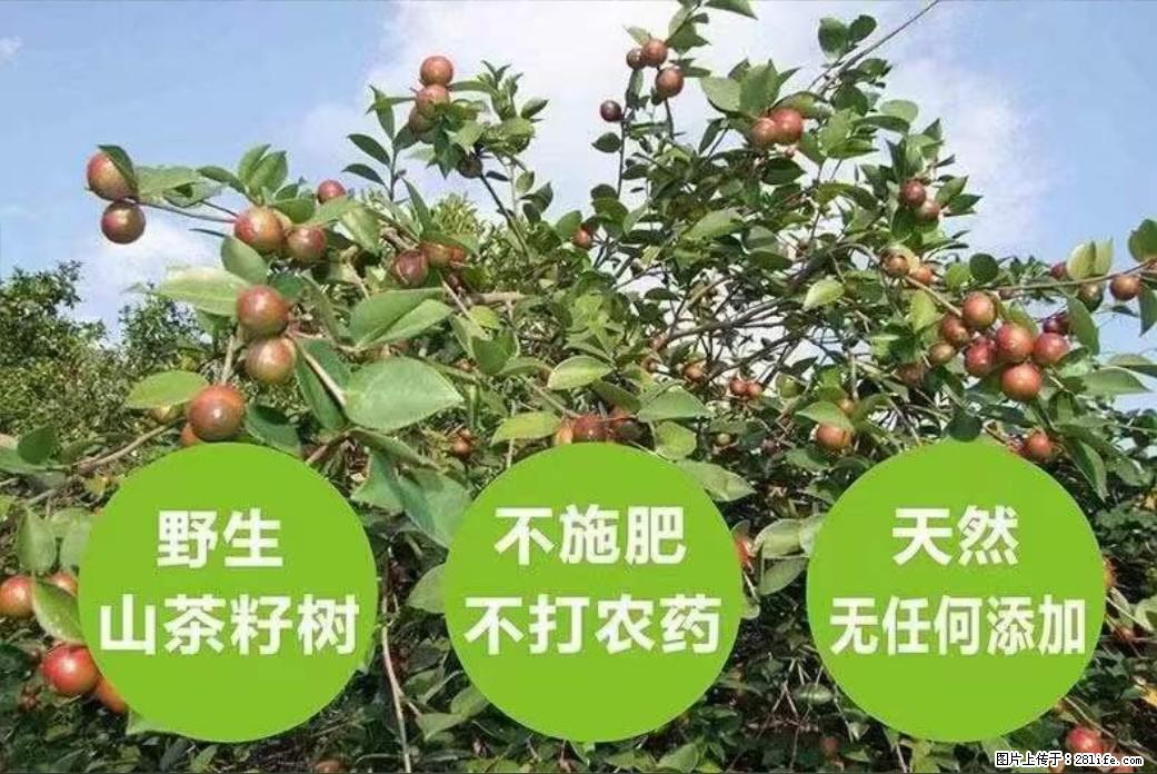 【灌阳县油茶产业示范区】一个有着充实的精神生活的人,对待身外之物自会有一种淡泊的态度 - 土特产 - 饮食特产 - 天门分类信息 - 天门28生活网 tm.28life.net
