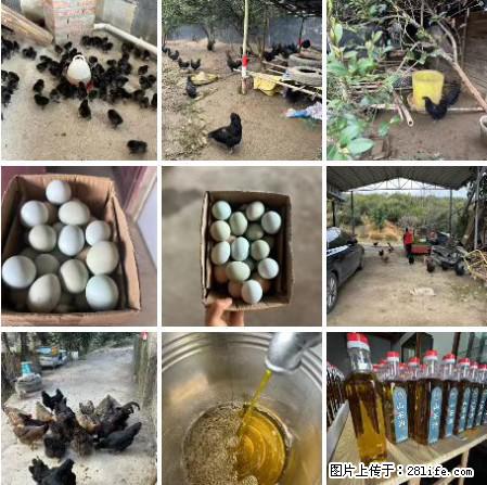 油茶园从小鸡仔开始养起的纯土鸡、土鸡蛋可以预定啦！还有前几天刚榨的纯山茶油哦 - 美食天地 - 天门生活社区 - 天门28生活网 tm.28life.net