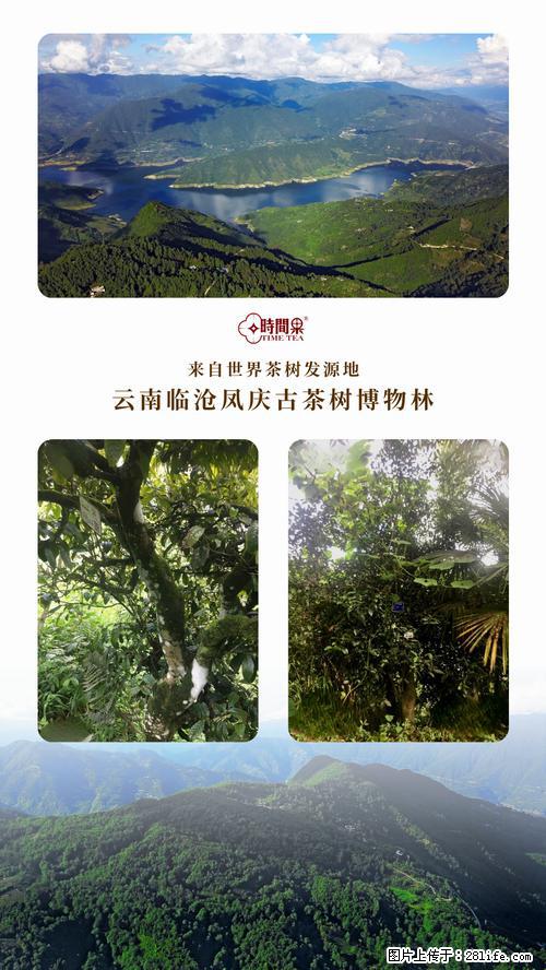 时间果百年古树2025年春红茶 - 购物交流 - 天门生活社区 - 天门28生活网 tm.28life.net