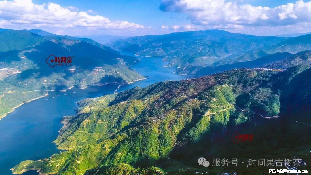 时间果百年古树龙珠普洱生茶 - 购物交流 - 天门生活社区 - 天门28生活网 tm.28life.net