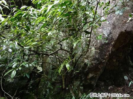 平乐石崖茶，珍贵仅次于金花茶 - 天门生活资讯 - 天门28生活网 tm.28life.net