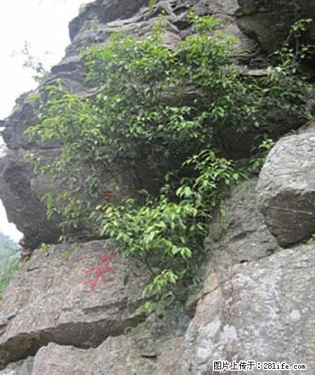 平乐石崖茶，珍贵仅次于金花茶 - 天门生活资讯 - 天门28生活网 tm.28life.net