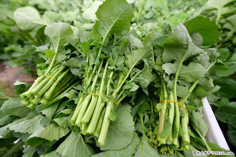 这些蔬菜是“天然钙片”，这6种被医生重点推荐 - 天门生活资讯 - 天门28生活网 tm.28life.net